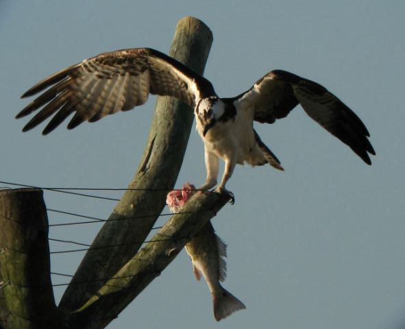 Osprey
